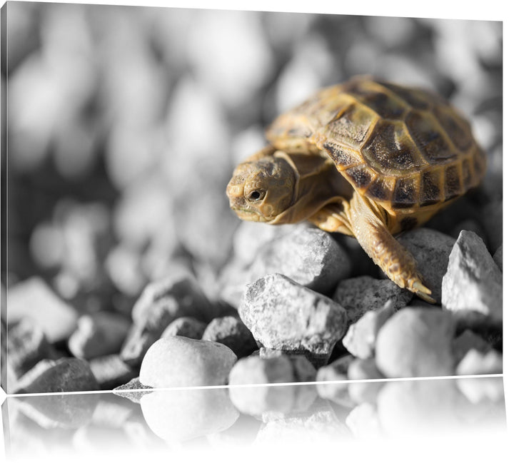 süsse Schildkröte auf Steinen schwarz/weiss Format: 100x70 auf Leinwand, XXL riesige Bilder fertig g