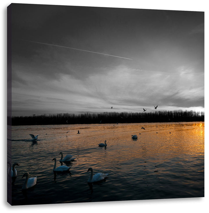 Pixxprint Weisse Schwäne im Sonnenuntergang schwarz/weiss, Format: 70x70 auf Leinwand, 70x70
