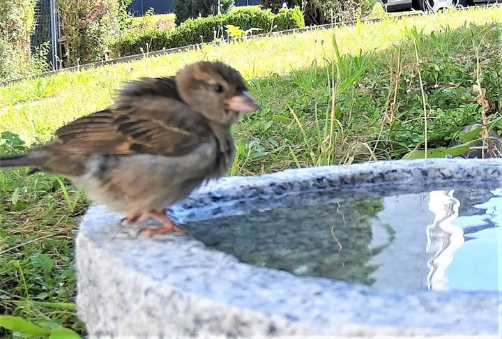 Gebrüder Lomprich Vogelbad aus Granit mit Fuss (1 Steinvogel am Rand sitzend)