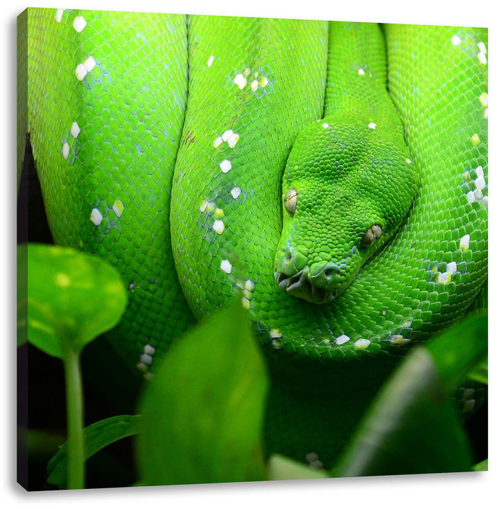 Grüne elegante Schlange, Format: 70x70 auf Leinwand, XXL riesige Bilder fertig gerahmt mit Keilrahme