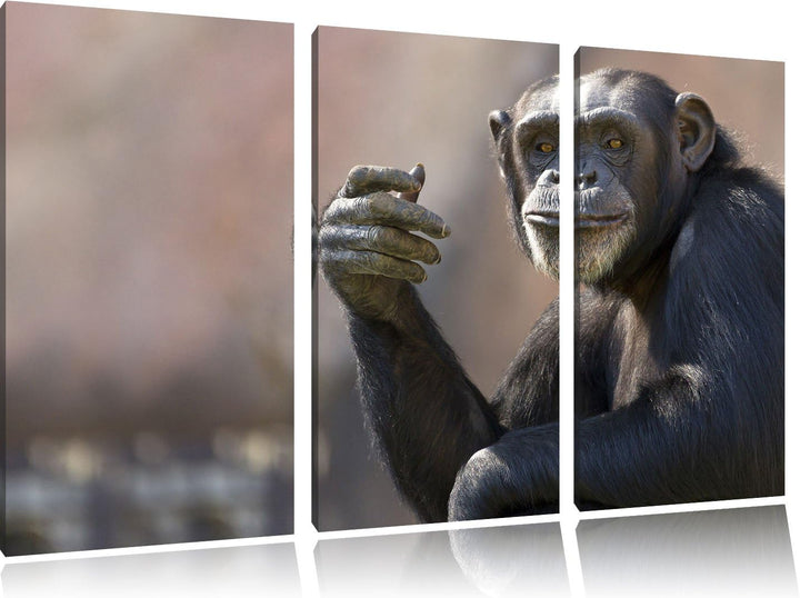 Pixxprint Aufmerksamer Schimpanse als Leinwandbild | Grösse: 3 Teilig (120x80) | Wandbild| Kunstdruc