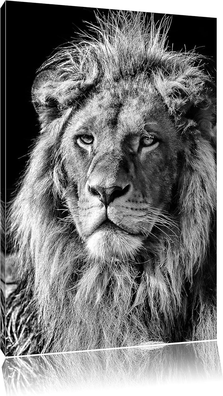 Pixxprint Monocrome, beeindruckender Löwe, Format: 100x70 auf Leinwand, 100x70
