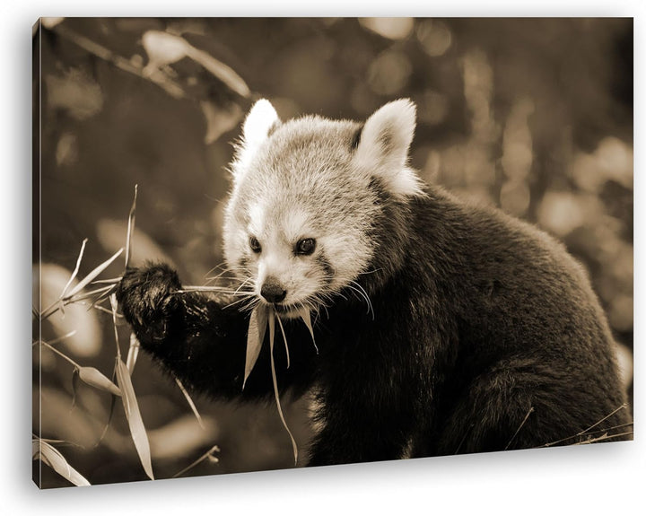 deyoli goldiger Roter Panda Format: 80x60 Effekt: Sepia als Leinwandbild, Motiv fertig gerahmt auf E