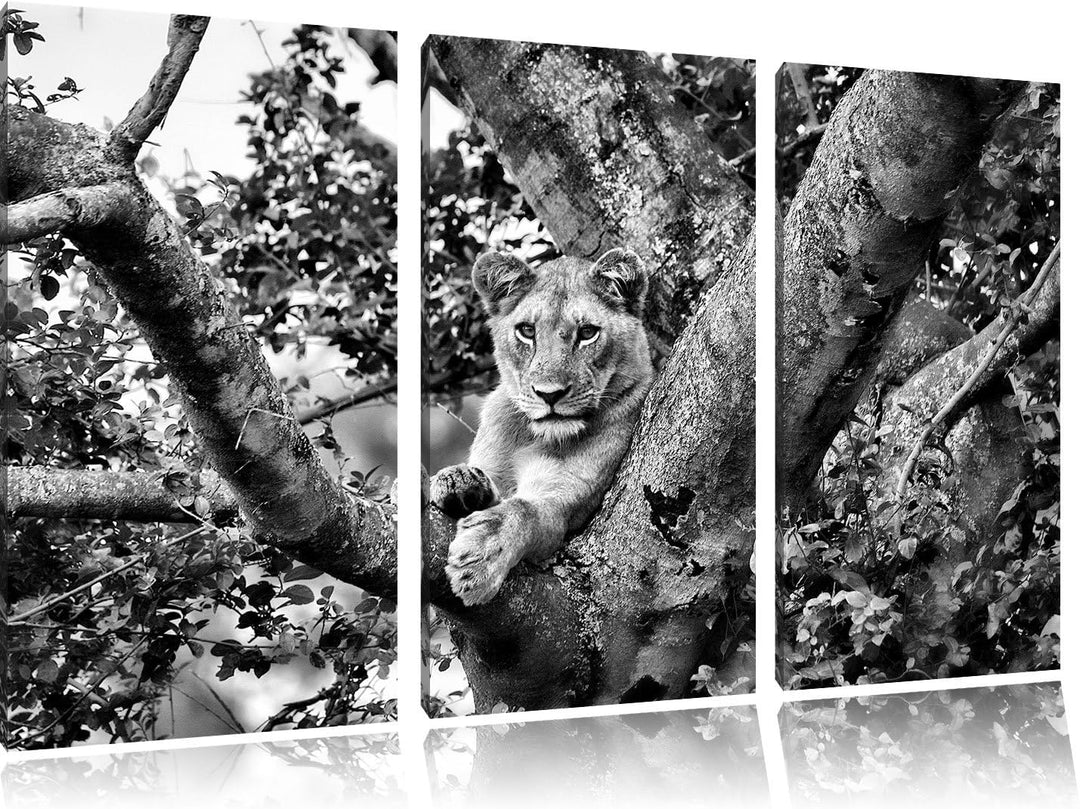 Pixxprint schöne Löwin auf Baum als Leinwandbild/Grösse: 3 Teilig (120x80) cm/Wandbild/Kunstdruck/fe