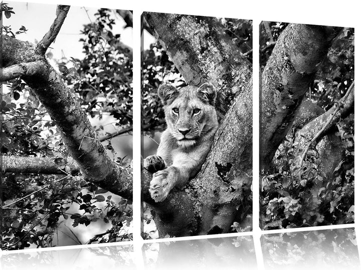 Pixxprint schöne Löwin auf Baum als Leinwandbild/Grösse: 3 Teilig (120x80) cm/Wandbild/Kunstdruck/fe