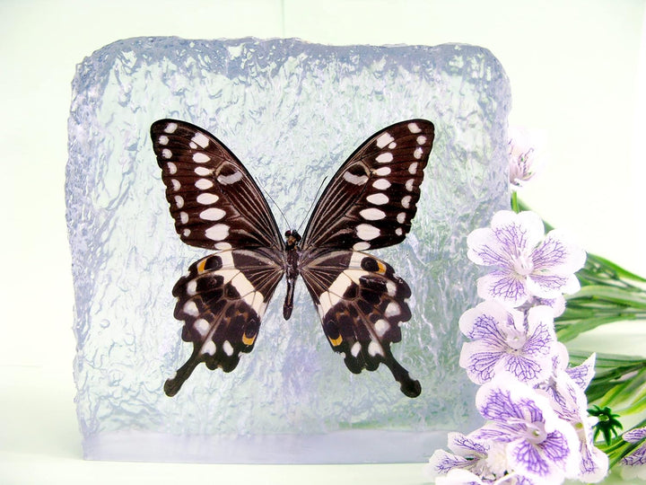 Echter, sorgfältig präparierten Schmetterling in Kunstharz gegossen. Dekorativ und selten. Bewahren