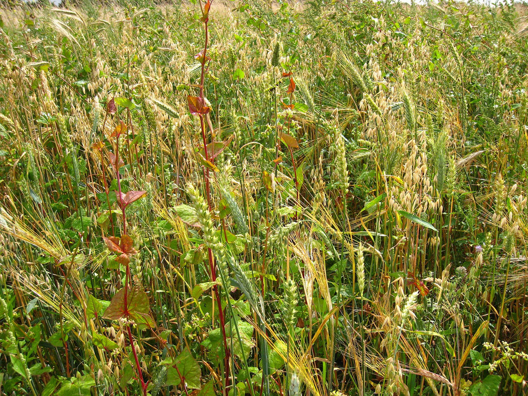 Kiepenkerl 690585 Schwarzwild-Stammtisch (Wildackersamen)