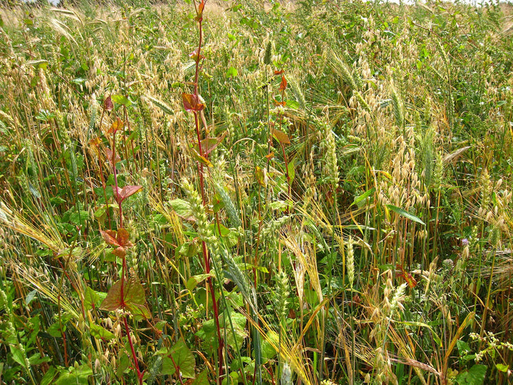 Kiepenkerl 690585 Schwarzwild-Stammtisch (Wildackersamen)