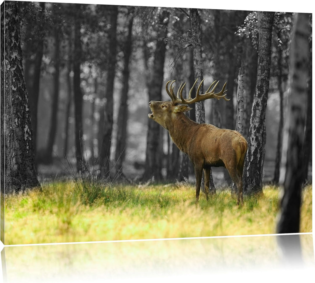 röhrender Hirsch im Wald schwarz/weiss Format: 100x70 auf Leinwand, XXL riesige Bilder fertig gerahm