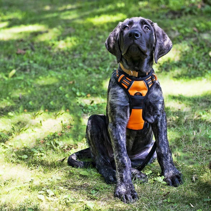 rabbitgoo Hundegeschirr Mittelgrosse Hunde Anti Zug Geschirr Hund mit Kontrolle No Pull Verstellbar