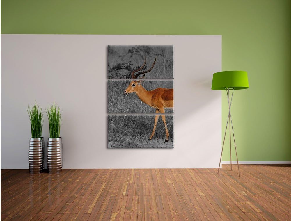 Pixxprint bildschöne Dorkasgazelle in der Savanne schwarz/weiss 3-Teiler Leinwandbild 120x80 Bild au