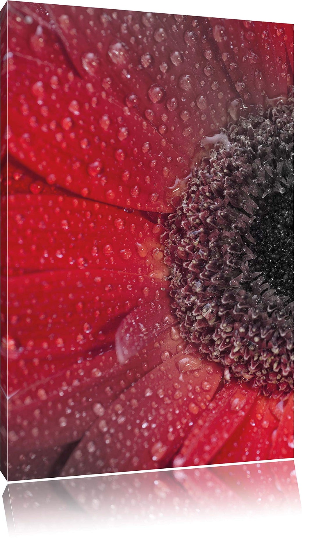 Pixxprint Rote Gerbera mit Wassertropfen als Leinwandbild/Grösse: 120x80 cm/Wandbild/Kunstdruck/fert