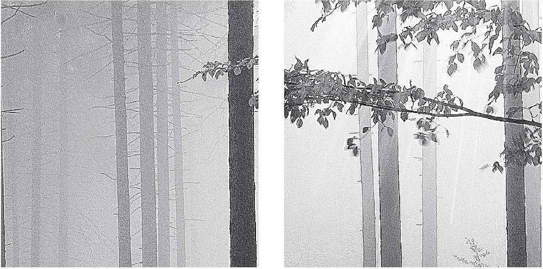 Runa Art Bild Wald Landschaft Wandbilder auf Vlies Leinwand 5 Teilig Wanddekoration Schlafzimmer Woh