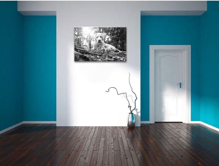 Pixxprint Hund im Wald bei Sonneuntergang / 100x70cm Leinwandbild bespannt auf Holzrahmen/Wandbild K