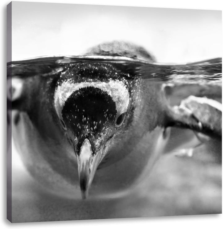 Pinguin im Wasser als Leinwandbild/Grösse: 70x70 cm/Wandbild/Kunstdruck/fertig bespannt, 70x70