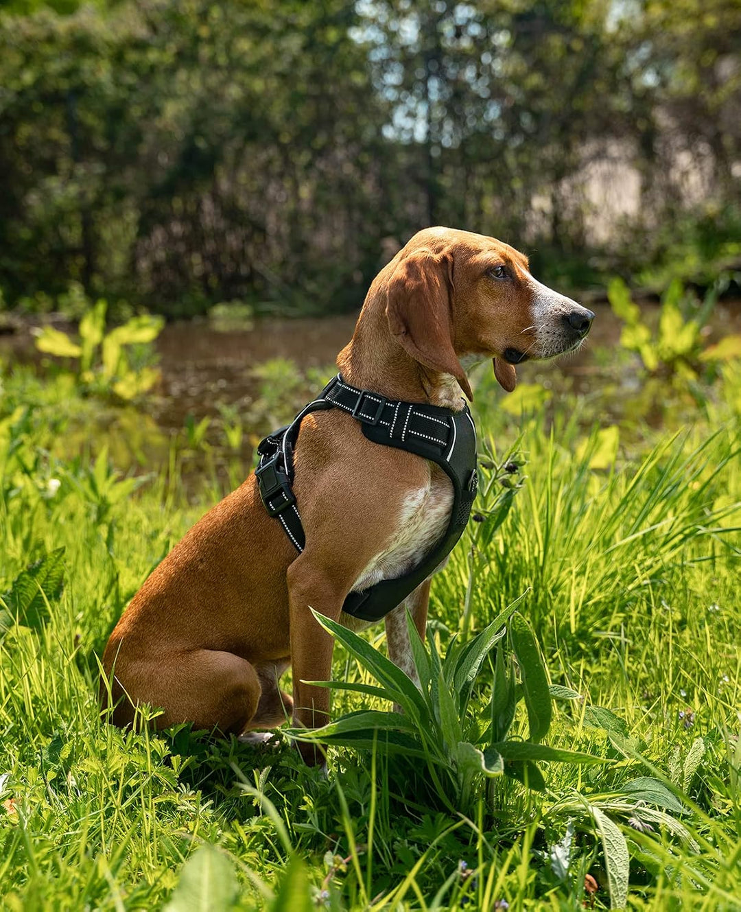 lionto Hundegeschirr gepolstert aus weichem Nylon, Grösse M, reflektierendes Anti Zug Geschirr für H
