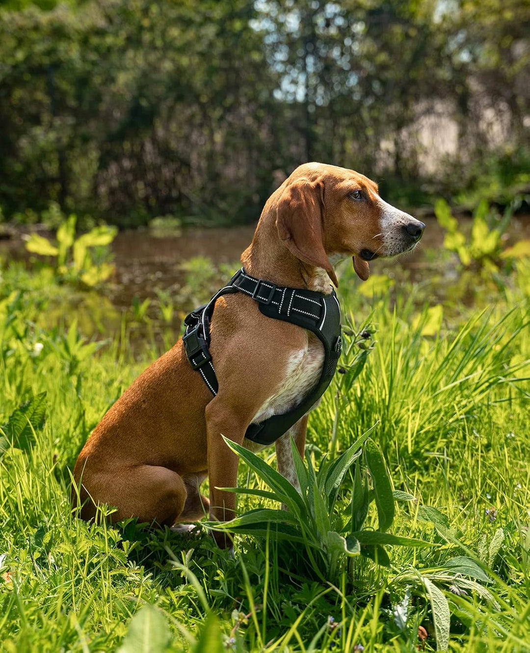 lionto Hundegeschirr gepolstert aus weichem Nylon, Grösse M, reflektierendes Anti Zug Geschirr für H