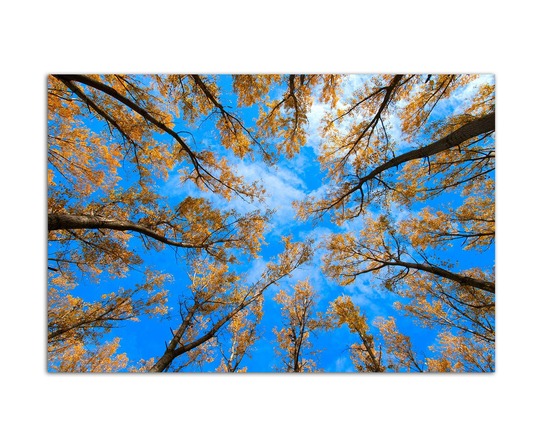120x80cm - Fotodruck auf Leinwand und Rahmen Bäume Blätter Himmel Herbst - Leinwandbild auf Keilrahm