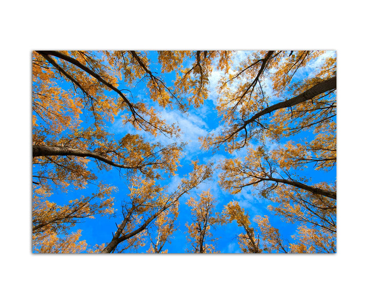 120x80cm - Fotodruck auf Leinwand und Rahmen Bäume Blätter Himmel Herbst - Leinwandbild auf Keilrahm