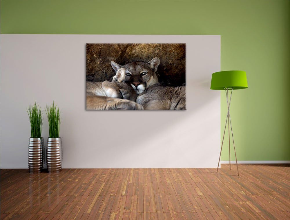 verschlafenes Puma Paar, Format: 100x70 auf Leinwand, XXL riesige Bilder fertig gerahmt mit Keilrahm