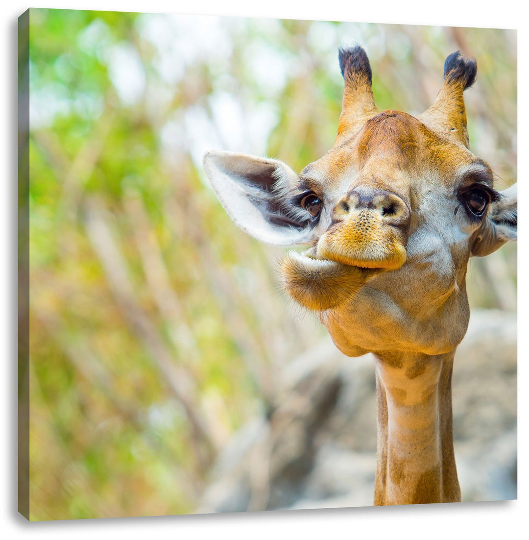 Giraffe in der Natur, Format: 70x70 auf Leinwand, XXL riesige Bilder fertig gerahmt mit Keilrahmen,