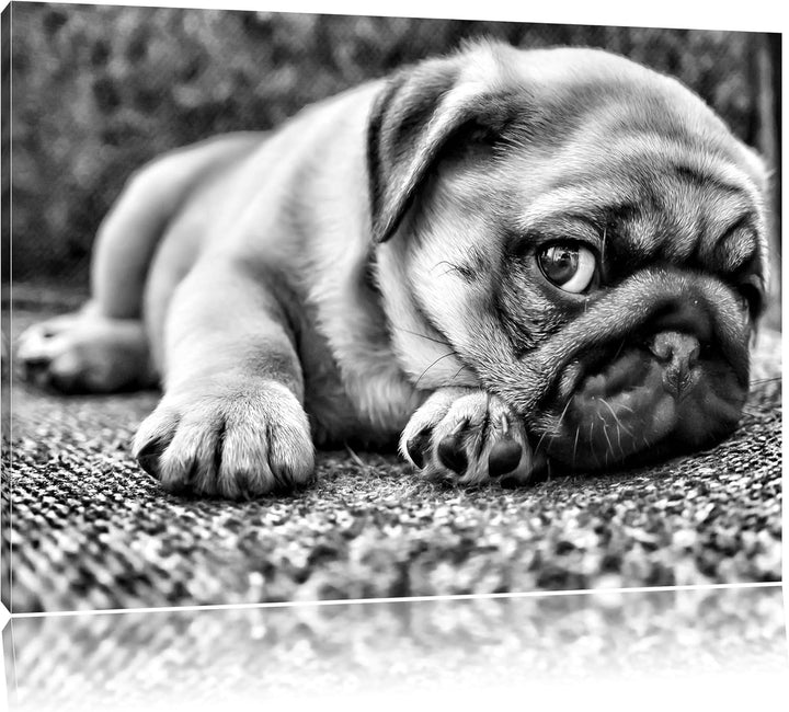 Pixxprint Süsser Mops auf Teppich als Leinwandbild/Grösse: 100x70 / Wandbild/Kunstdruck/fertig bespa