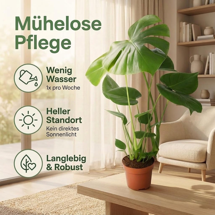 Monstera Deliciosa 3er-Set, 55-70cm, 14cm Topf Ø, Pflanzen-Set für Wohnung und Büro, Qualität vom Pf