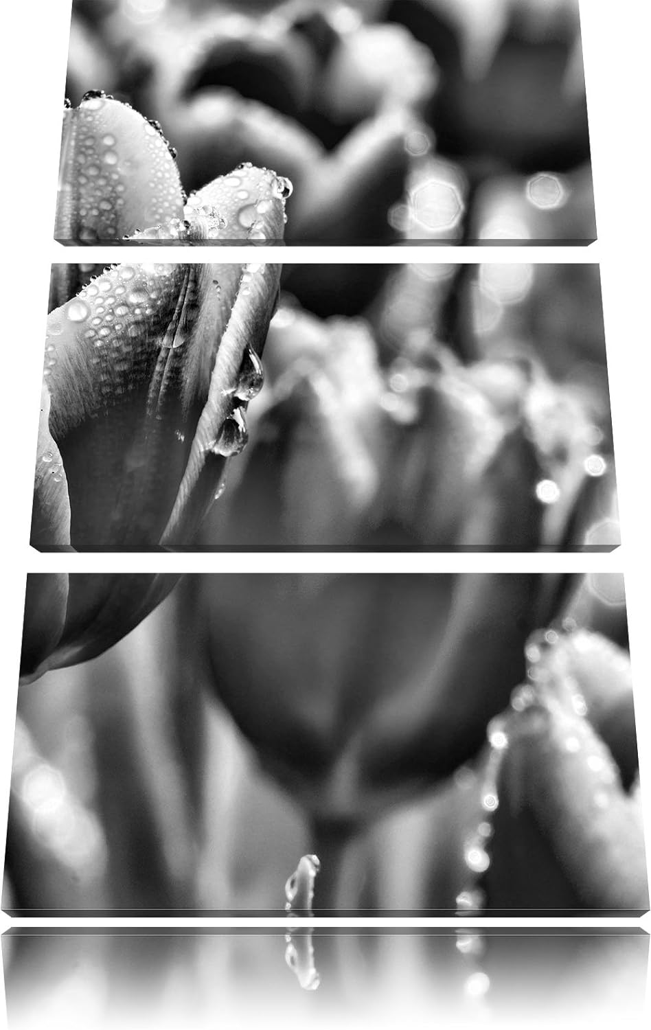 Pixxprint Tulpen mit Morgentau als Leinwandbild/Grösse: 3 Teilig (120x80) cm/Wandbild/Kunstdruck/fer