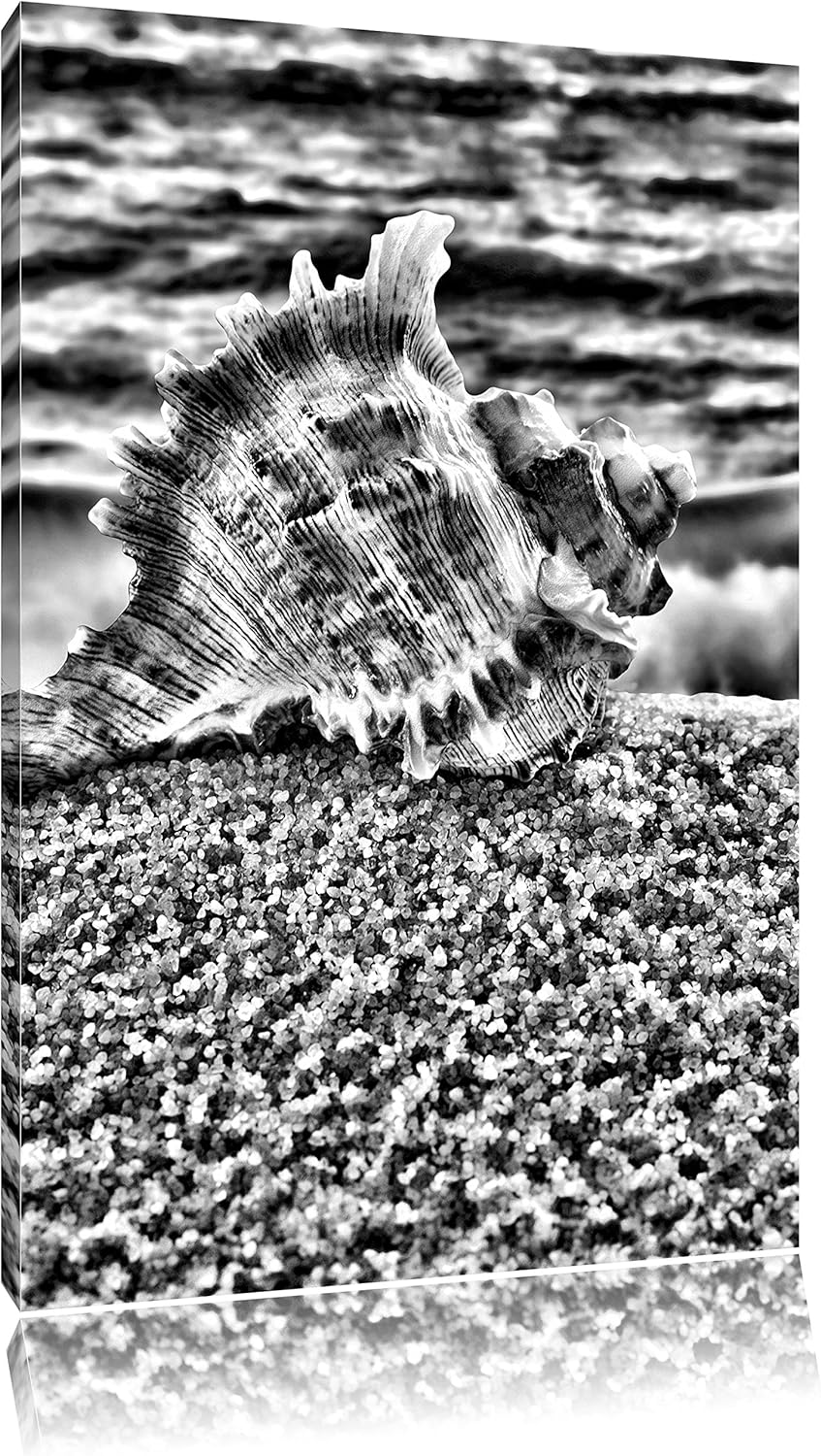 Pixxprint Muschel am Strand als Leinwandbild/Grösse: 100x70 cm/Wandbild/Kunstdruck/fertig bespannt,