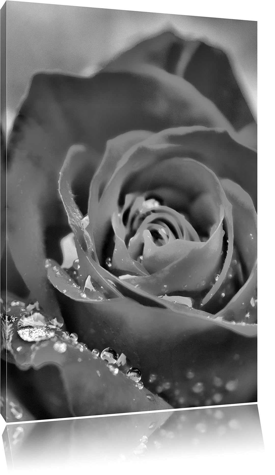Monocrome, Prächtige rote Rose mit Wassertropfen, Format: 100x70 auf Leinwand, XXL riesige Bilder fe