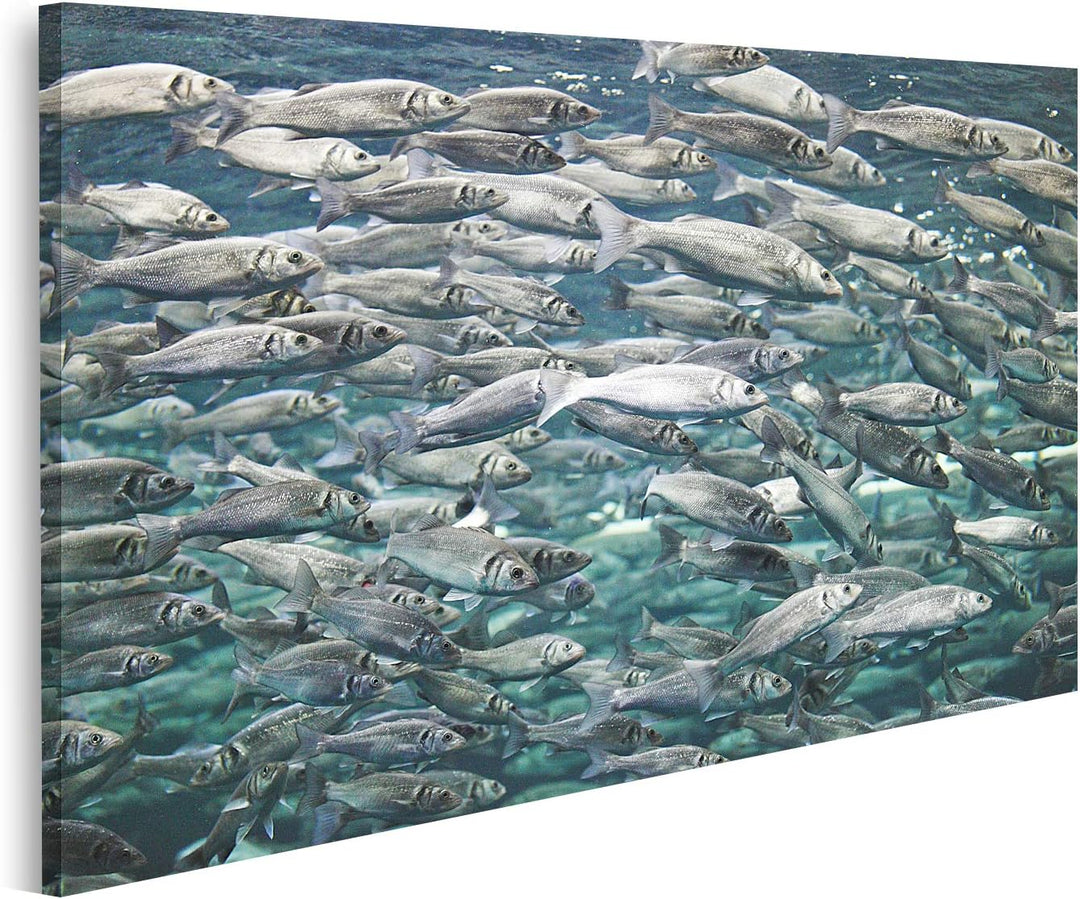 islandburner Bild auf Leinwand Makrele Viele Fische Unterwasseransicht Bilder Wandbilder Poster Lein