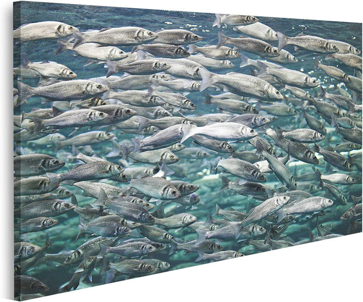 islandburner Bild auf Leinwand Makrele Viele Fische Unterwasseransicht Bilder Wandbilder Poster Lein