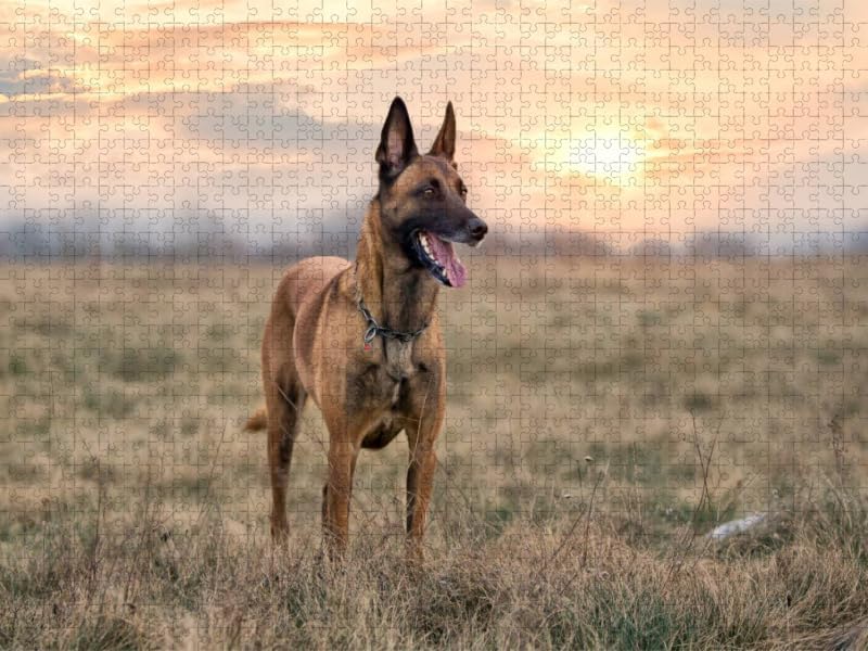 CALVENDO Puzzle Malinois - Belgische Energiebündel 1000 Teile Lege-Grösse 64 x 48 cm Foto-Puzzle Bil