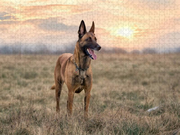 CALVENDO Puzzle Malinois - Belgische Energiebündel 1000 Teile Lege-Grösse 64 x 48 cm Foto-Puzzle Bil