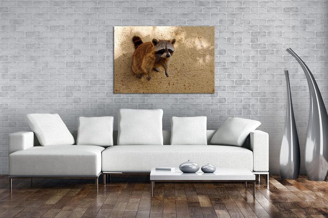 deyoli niedlicher kleiner Waschbär Format: 80x60 als Leinwandbild, Motiv fertig gerahmt auf Echtholz