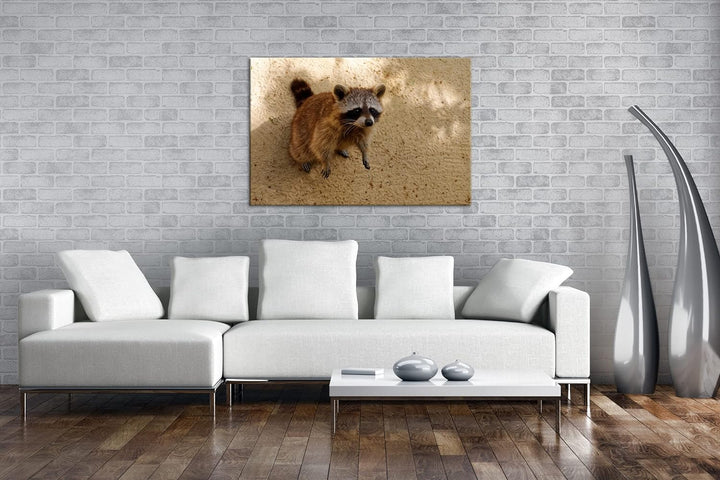 deyoli niedlicher kleiner Waschbär Format: 80x60 als Leinwandbild, Motiv fertig gerahmt auf Echtholz