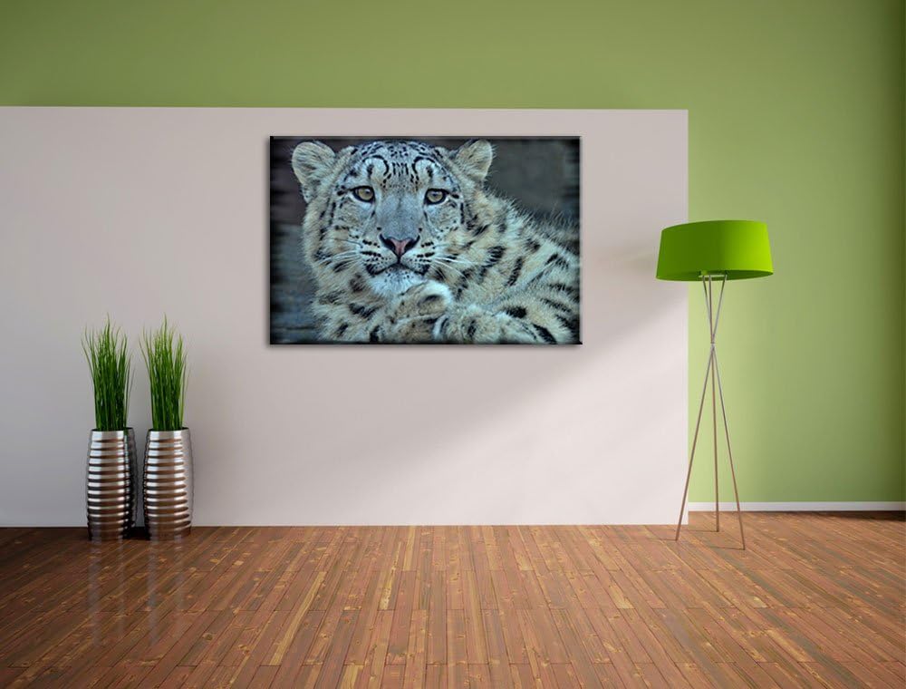 Pixxprint scheuer Schneeleopard auf Leinwand, XXL riesige Bilder fertig gerahmt mit Keilrahmen, Kuns