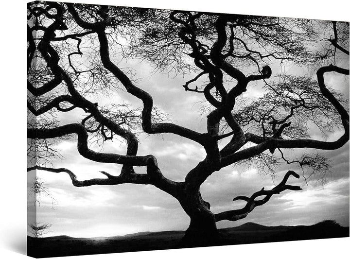 Startonight Leinwandbilder Schwarz und Weiss Sonnenuntergang Hinter dem Baum, Doppelansicht Überrasc