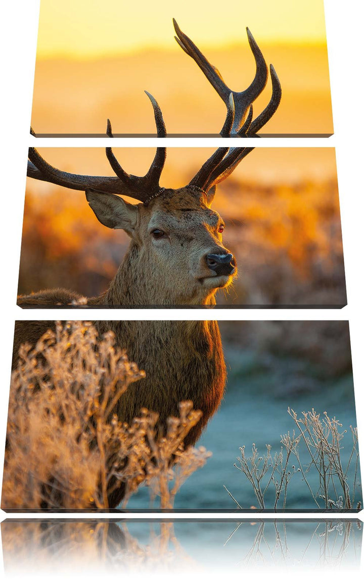 Pixxprint Stolzer Hirsch auf Wiese als Leinwandbild/Grösse: 3 Teilig (120x80) cm/Wandbild/Kunstdruck