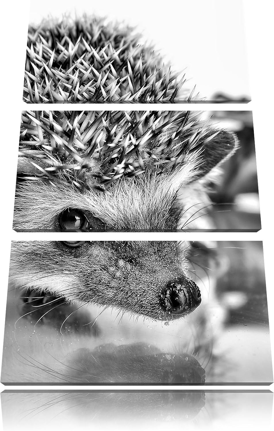 Pixxprint Süsser Igel als Leinwandbild/Grösse: 3 Teilig (120x80 cm) cm/Wandbild/Kunstdruck/fertig be