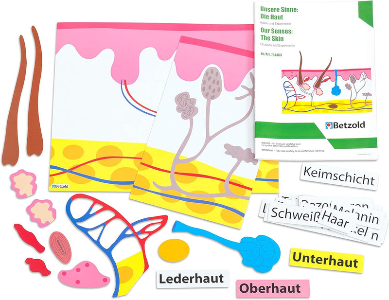 Betzold - Die Haut, magnetisches Tafelmaterial - Biologie Lehrmittel Anatomie Nocolor, Nocolor