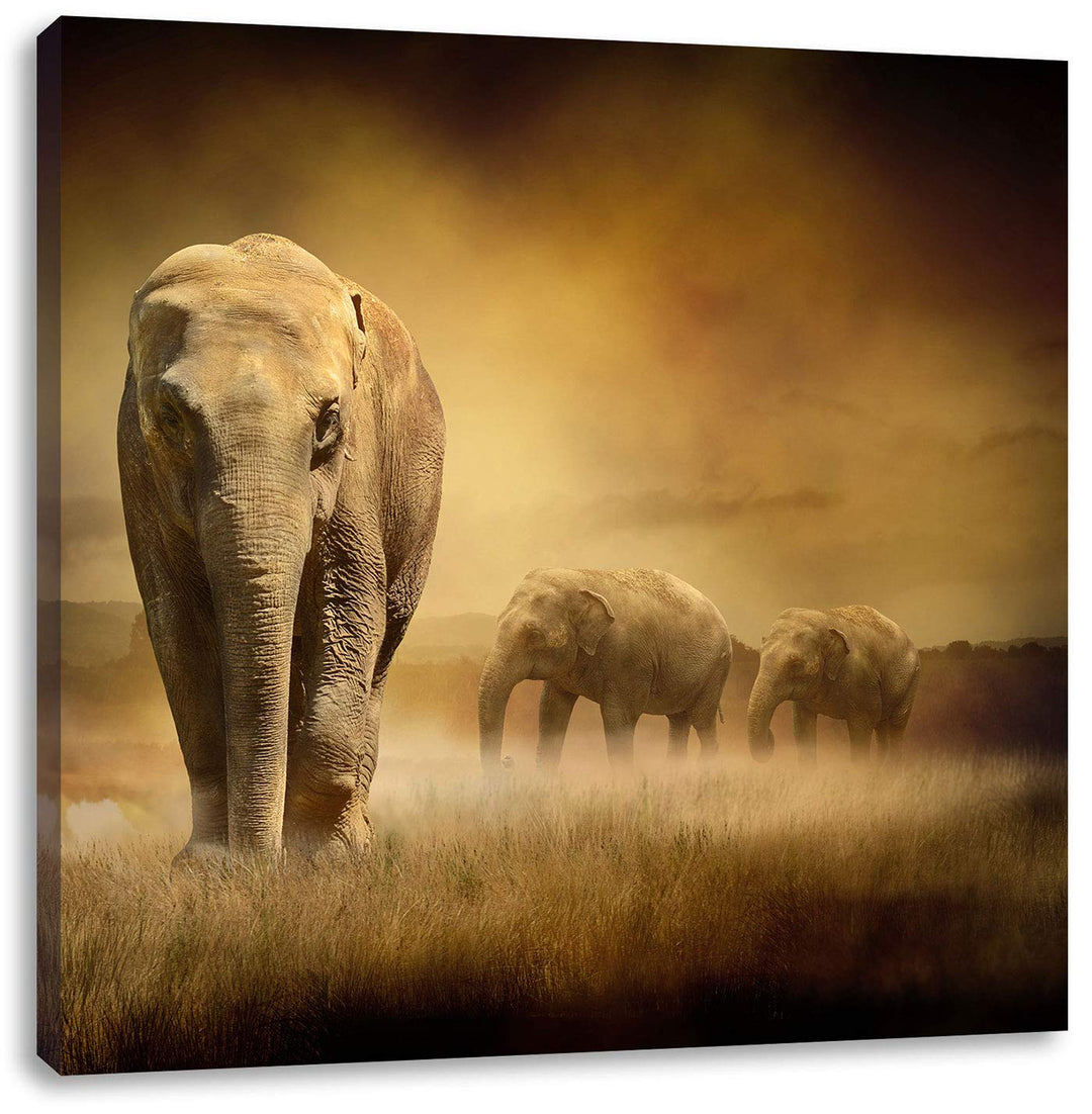 Pixxprint Prächtiger Elefanten in Steppe, Format: 70x70 auf Leinwand, 70x70