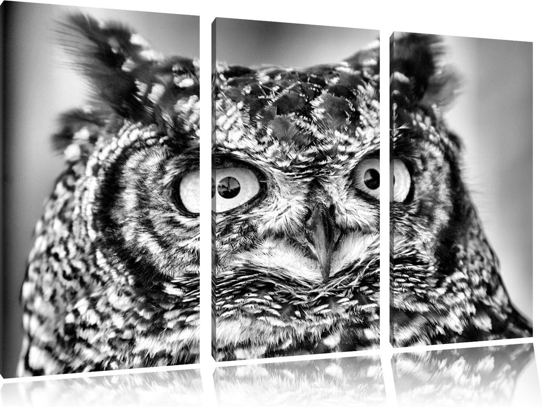 Pixxprint hübsche Waldohreule als Leinwandbild/Grösse: 3 Teilig (120x80) cm/Wandbild/Kunstdruck/fert