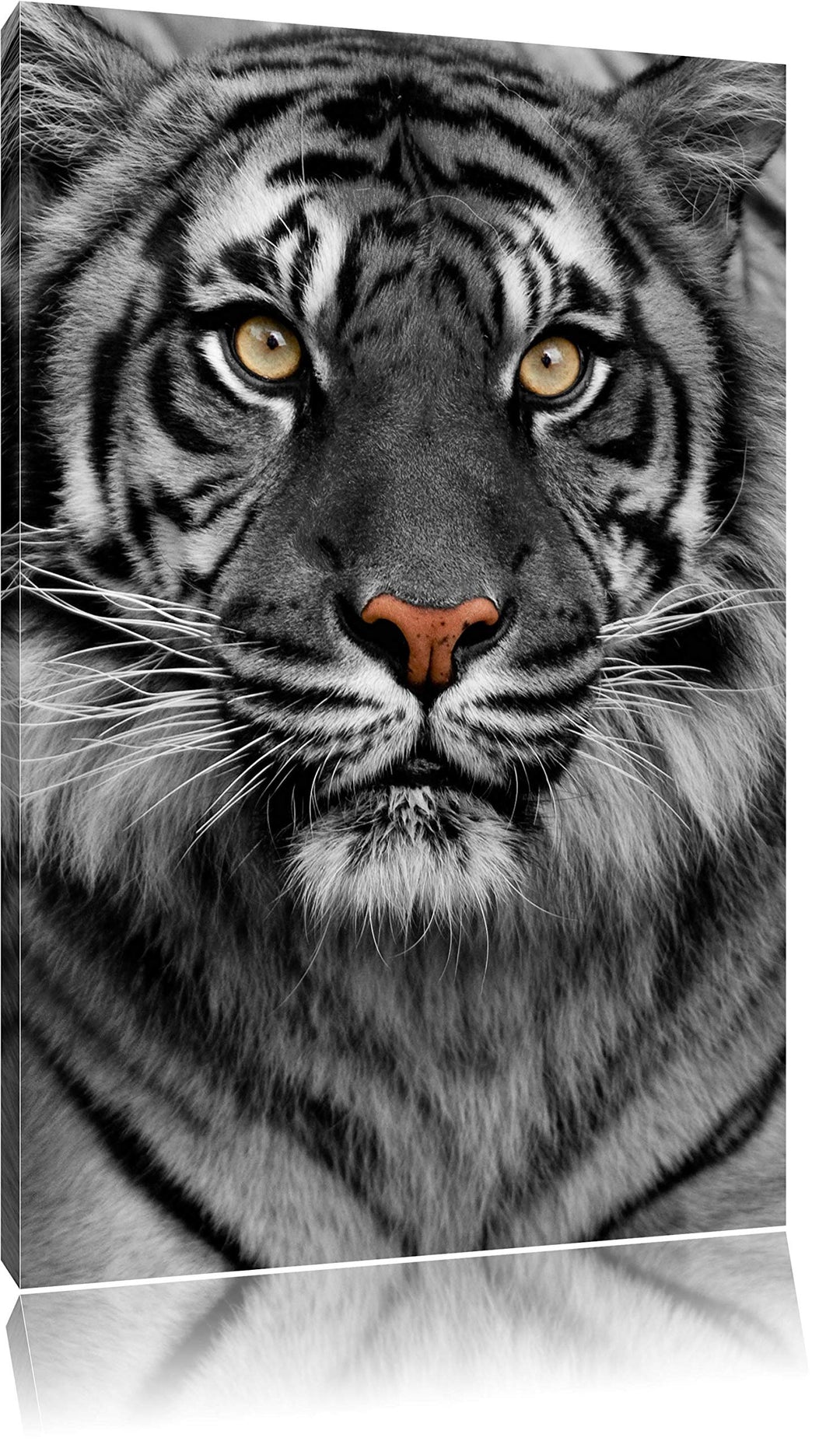 Pixxprint Aufmerksamer Tiger als Leinwandbild/Grösse: 100x70 / Wandbild/Kunstdruck/fertig bespannt,