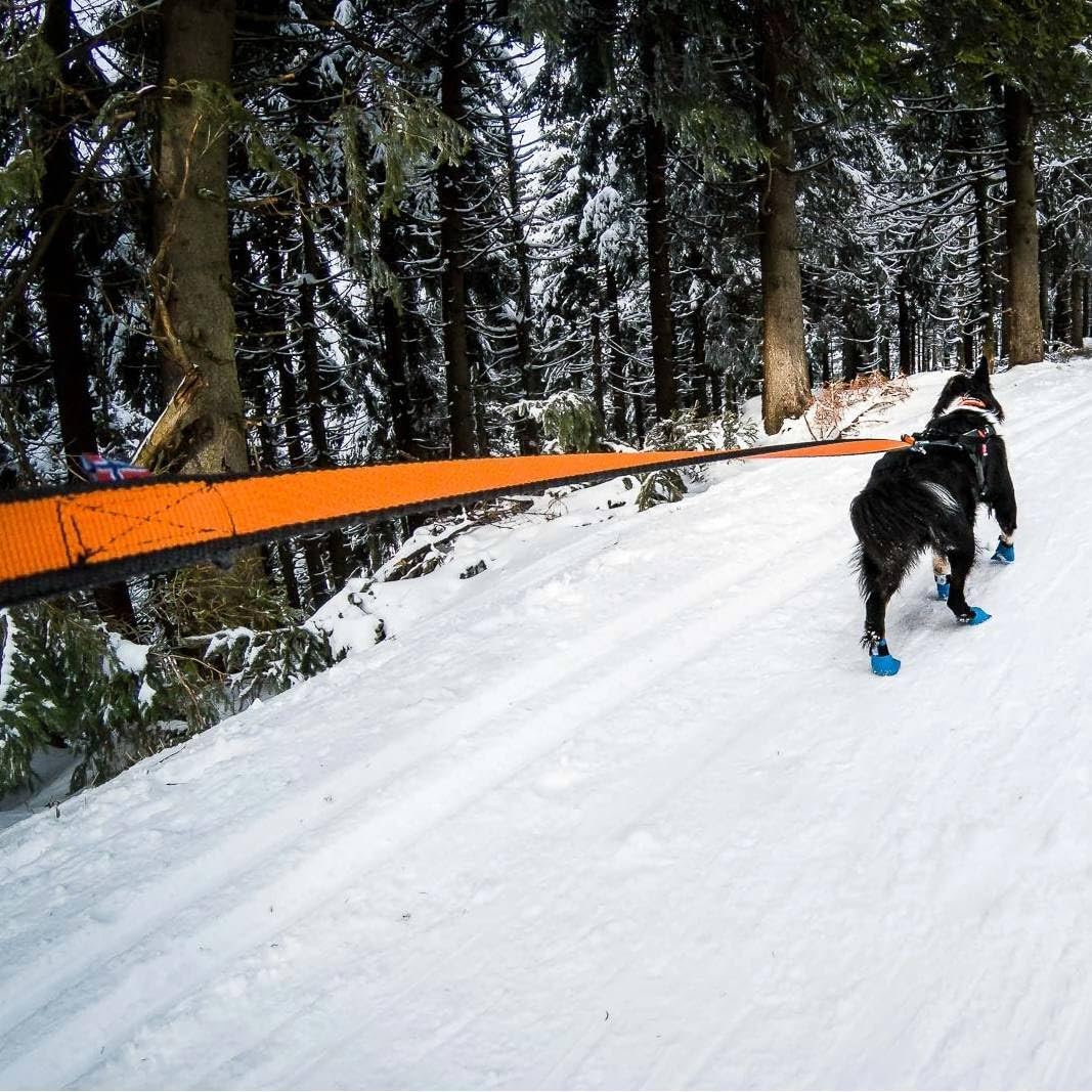 Non-Stop dogwear Bungee Leash LTD | Leine für bikejøring, Scootering und skijøring | 1644 | 2,8m | F