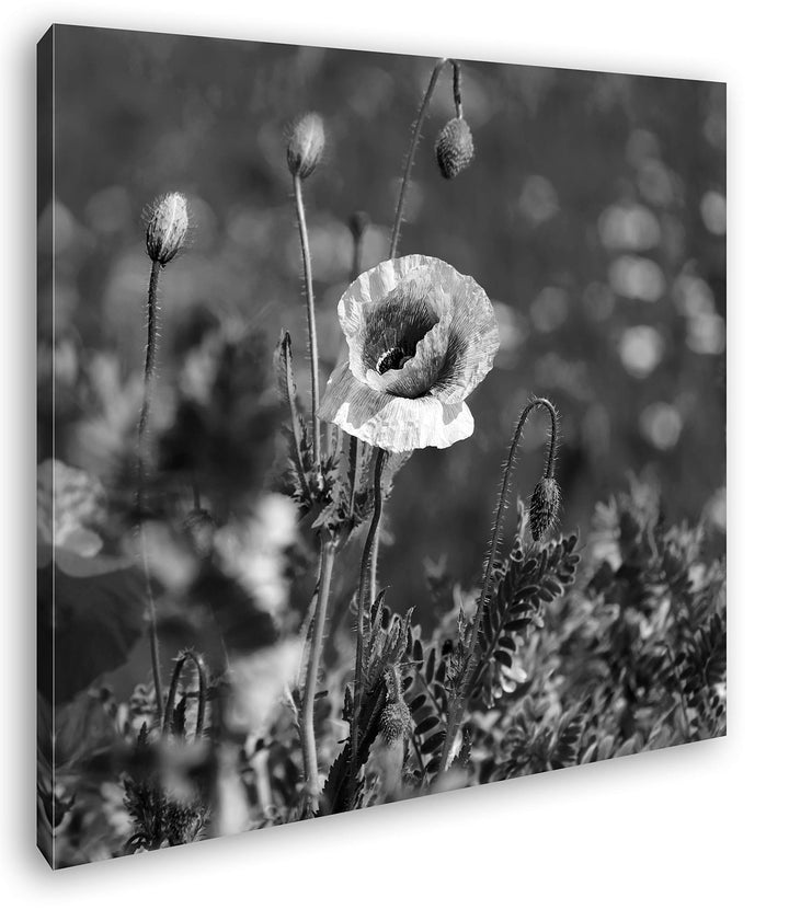 deyoli exotische Mohnblume Format: 60x60 Effekt: Schwarz&Weiss als Leinwandbild, Motiv fertig gerahm