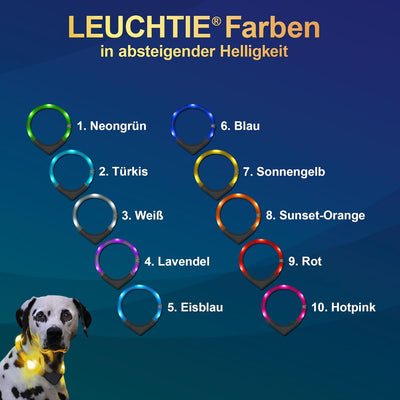 LEUCHTIE® Leuchthalsband Plus türkis Grösse 40 I LED Halsband für Hunde I 100 h Leuchtdauer I wasser