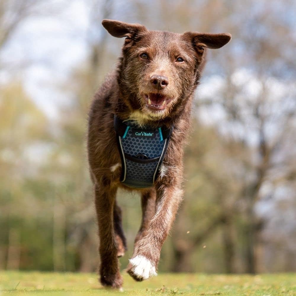 CarSafe Crash-getestetes Hunde Sicherheitsgeschirr, Crashtest-geprüft bis zu 32 kg / 70 lbs, sichert