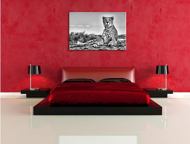 Pixxprint Gepard in Savanne / 100x70cm Leinwandbild bespannt auf Holzrahmen/Wandbild Kunstdruck Deko