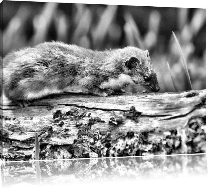 Pixxprint wildes Frettchen als Leinwandbild/Grösse: 100x70 / Wandbild/Kunstdruck/fertig bespannt, 10